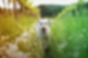 dog in tall grass with dandelions.jpg