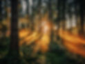 Wald, Sonnenstrahlen