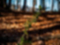 Stechlaub, Wald