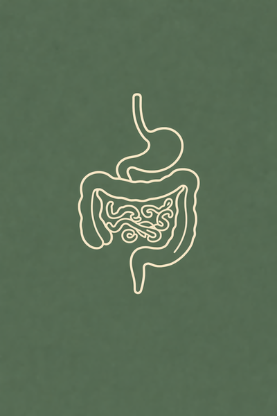 Minimal stomach and intestine line graphic symbolizing gut odor reset and improved digestion.