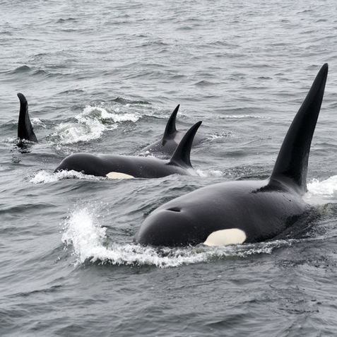 Species at Risk Legislation Engagement