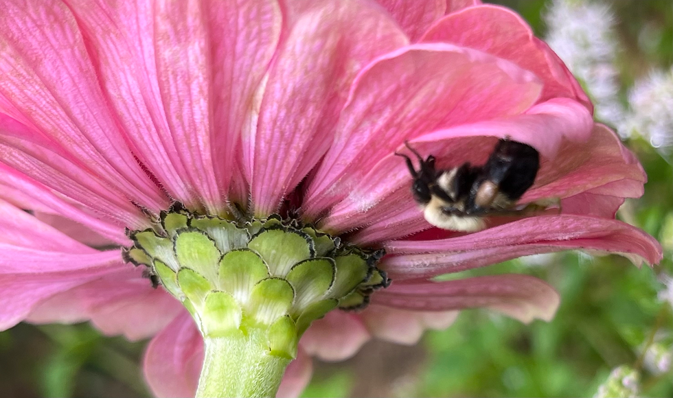 close up of a bumble bee napping, tucked in out of the rain under a pink zinnia blossom.