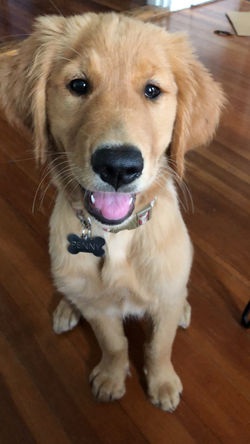 Penny - Kelsey
