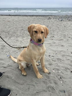 Sadie - Chloe