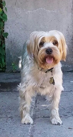Charlie