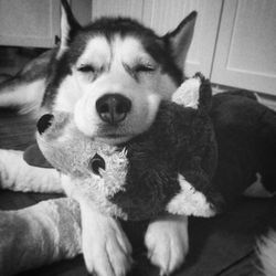 Shiloh - Liz