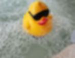 duck in water