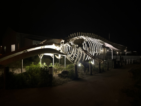 Cetacean Evolution: Gene Loss, Was It On Porpoise?