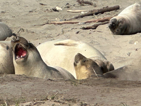 Age Dependent Lactation Dynamics in Northern Elephant Seals (Mirounga angustirostris)