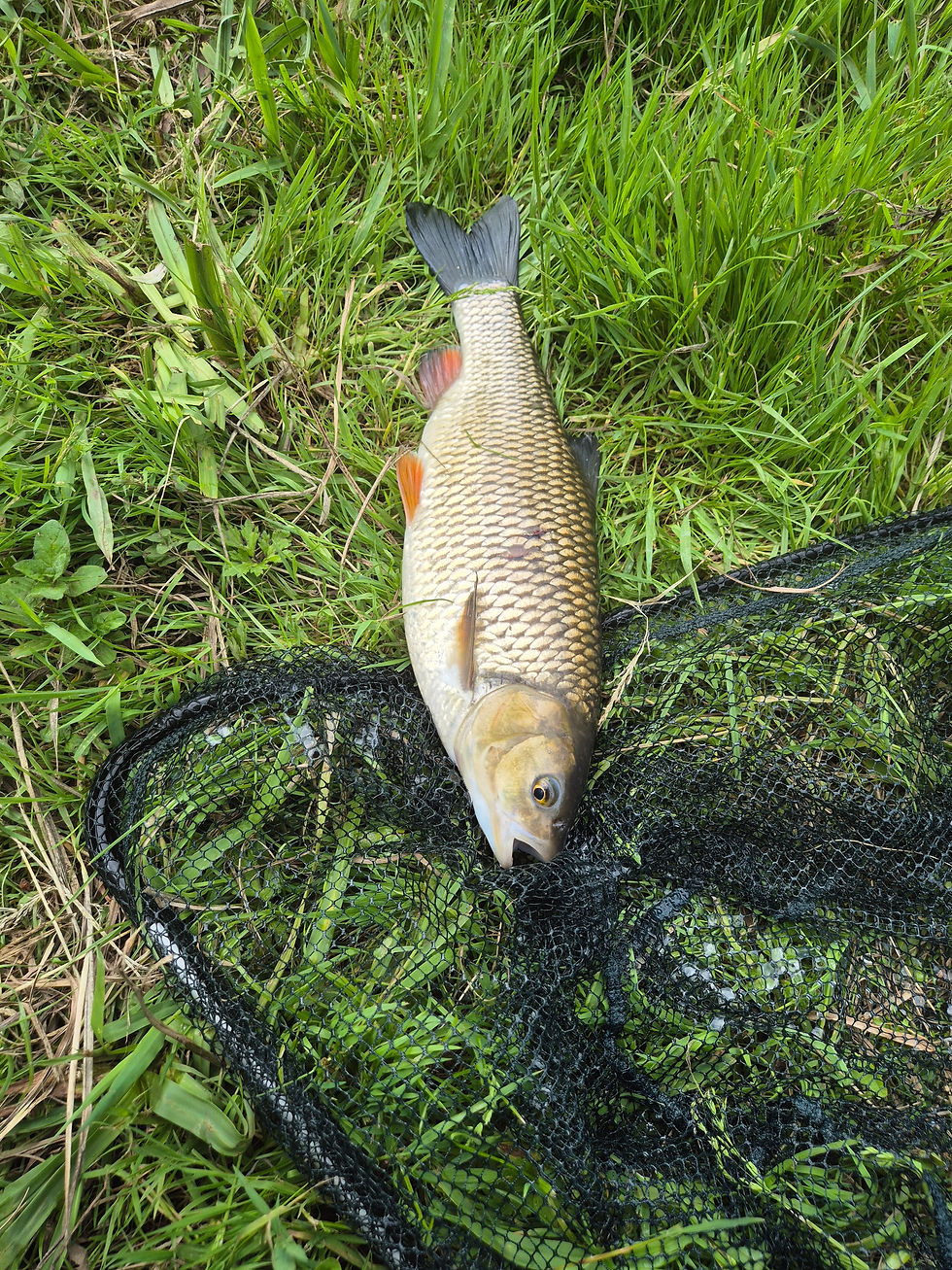 Fly caught chub on the River Itchen