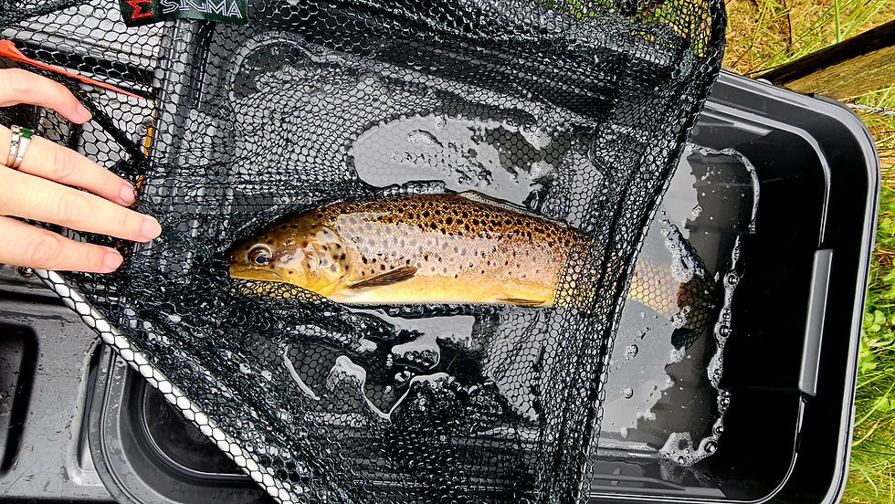 Brown Trout being stocked at the Lower Bishopstoke Fishery_edited