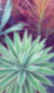 golden agave