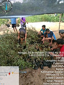 mangrove.jpg