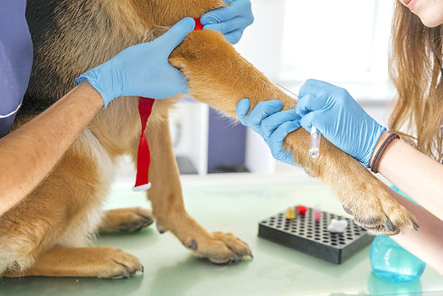 20-01-22-analisis-de-sangre-en-perros.jpg