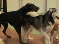 Ruger and Kemba