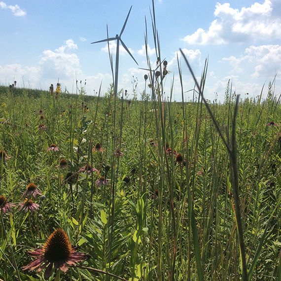 Ron_Conservation_native_wildflowers.jpg