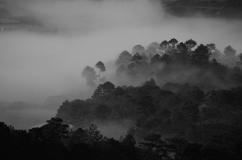 Fondo de pantalla del sistema operativo de Xtrau Hueliotl, un bosque en blanco y negro con neblina
