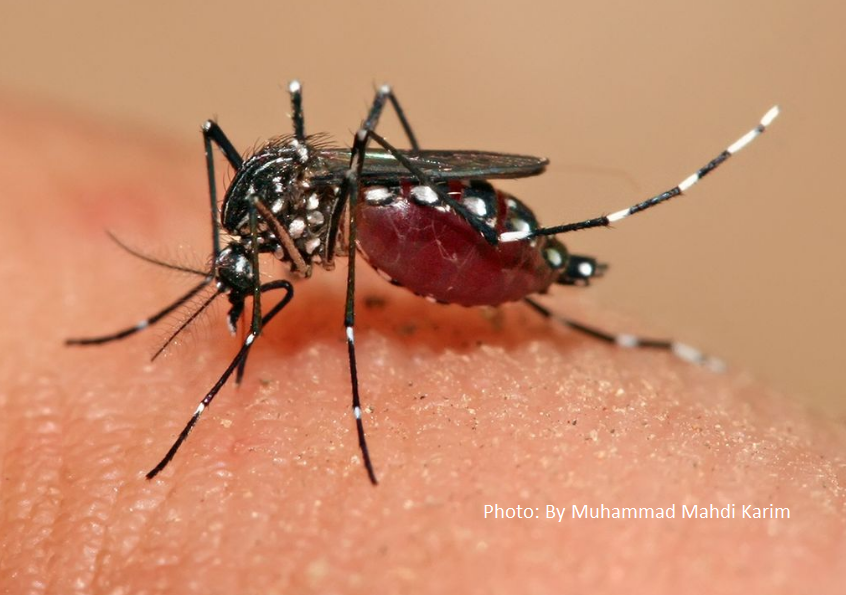 PH Dengue Outbreak, Global Risks