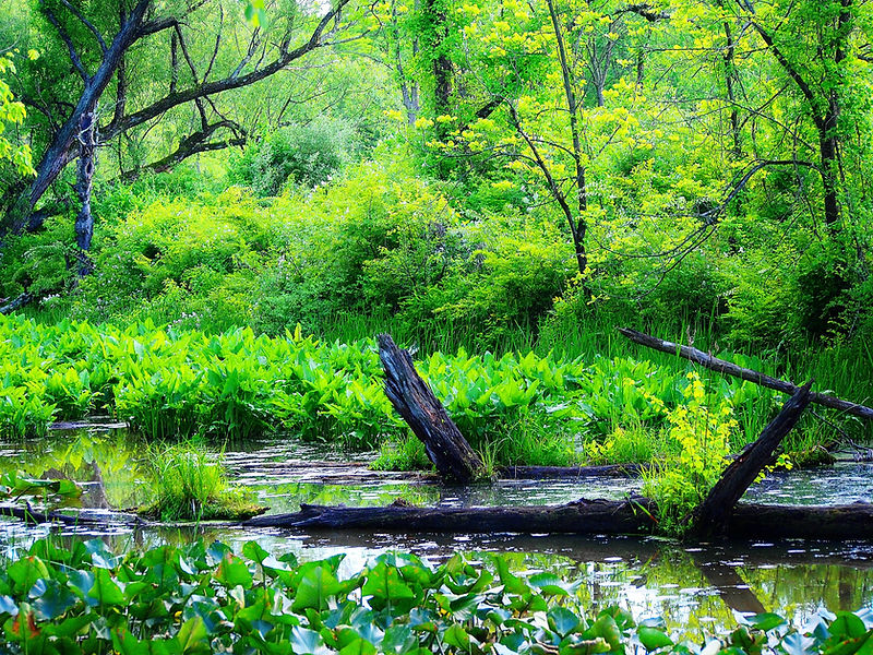 Green and Grey.JPG