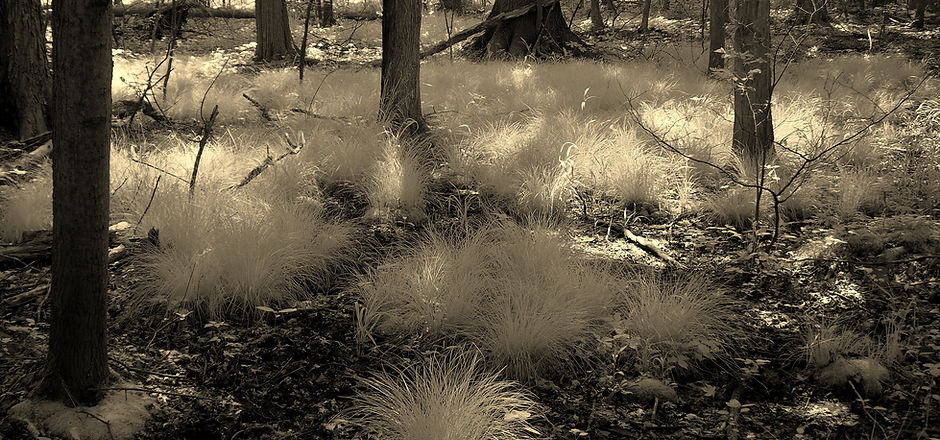 Sedge and woods