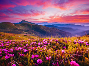 Pink wildflowers in a vibrant meadow at sunset, with rolling hills and a dramatic, colorful sky creating a serene, picturesque scene.