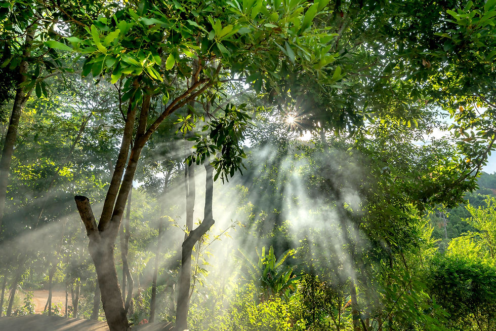 Sun rays streaming through a lush green forest canopy