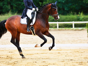 Dressage | The Art of Compassionate Care for Loving Kindness