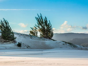 Windblown sand dunes with trees under a blue sky