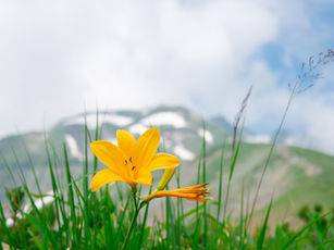 Yellow flower in focus amidst green grass. Mountain with patches of snow in the blurred background. Overcast sky sets a serene mood.
