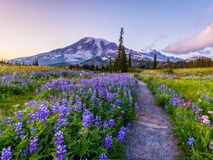 Trail lined with purple wildflowers leading toward Mount Rainier under a pink sky, perfect for trail running motivation to step into the wild unknown.