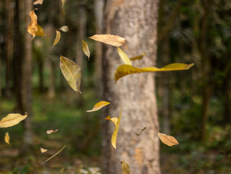 Falling yellow leaves in a forest, blurred tree background, creating a serene autumn atmosphere.