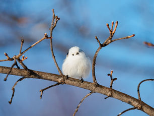 A Japanese Snow Fairy Bird, or Shima-enaga, perches on a bare winter branch beneath a clear blue sky, radiating calm and joy in nature’s stillness.