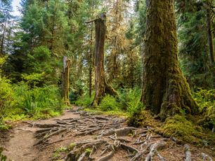 Trail winding through the Hoh Rainforest beneath towering moss-covered trees — a reminder of life’s fluid rhythm and the wild beauty of nature’s path.