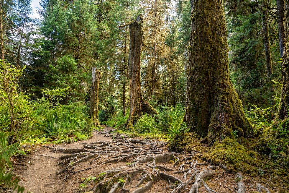 Trail winding through the Hoh Rainforest beneath towering moss-covered trees — a reminder of life’s fluid rhythm and the wild beauty of nature’s path.