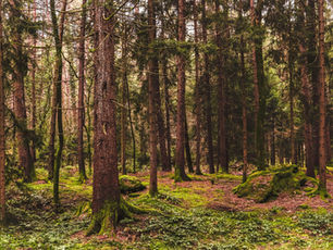 Wooded trail winding between trees