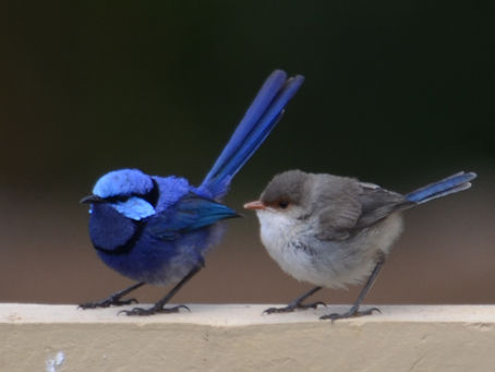 Blue Wrens - Warm Summer -