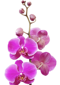 Pink Orchid_edited_edited.png