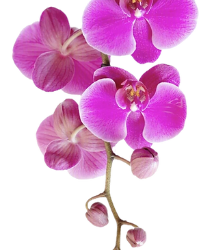 Pink Orchid_edited_edited_edited.png