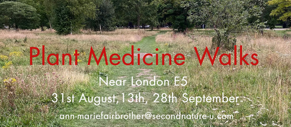 Plant Medicine Walks