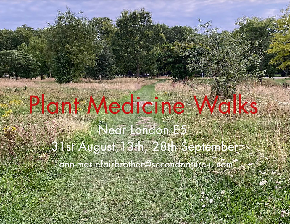 Plant Medicine Walks 