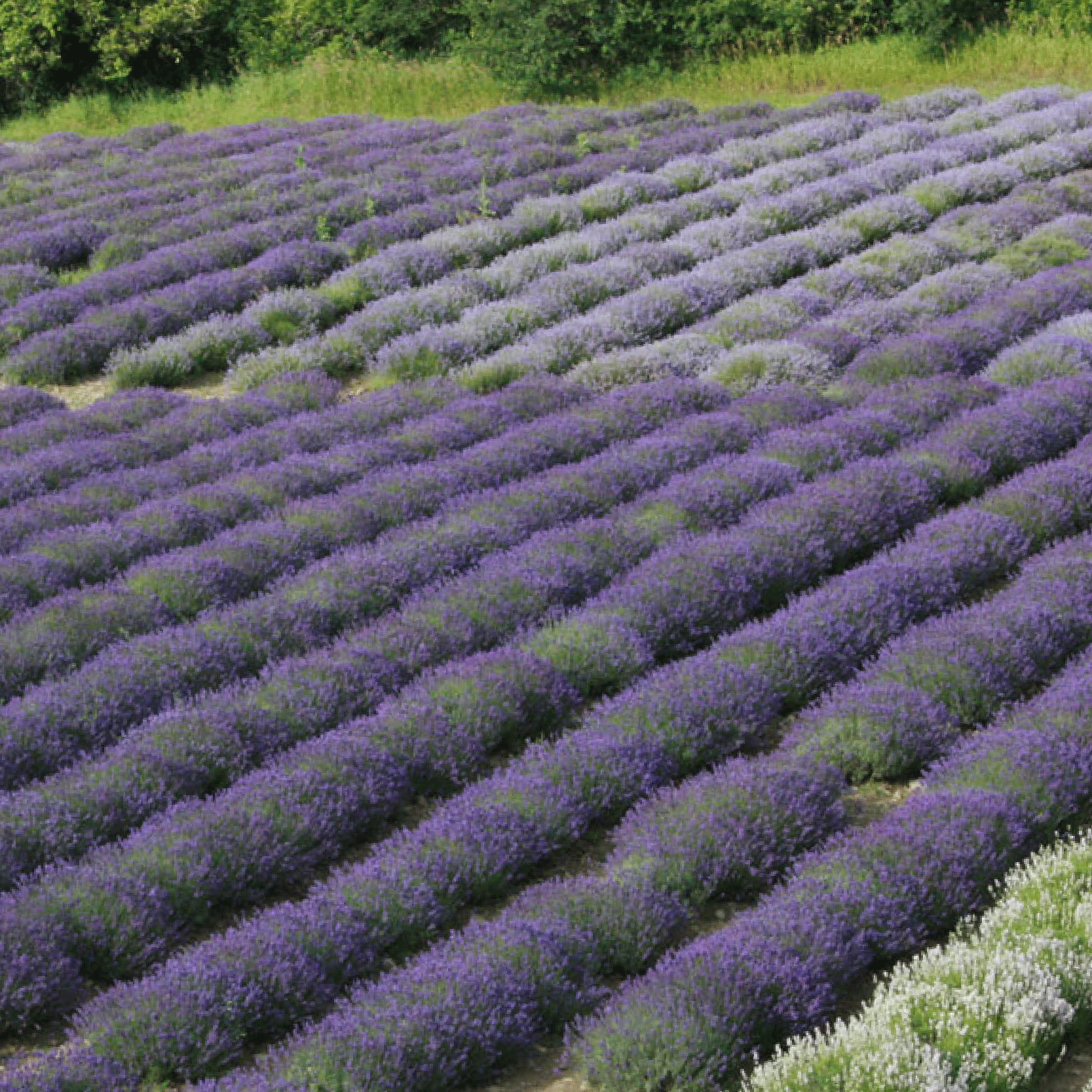 Bloom-Where-you-are-planted.gif