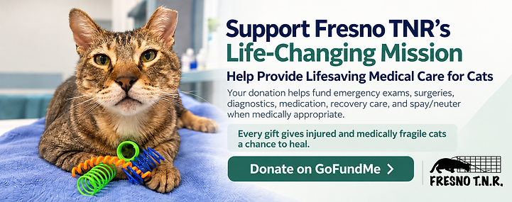 Go Fund Me Banner.png