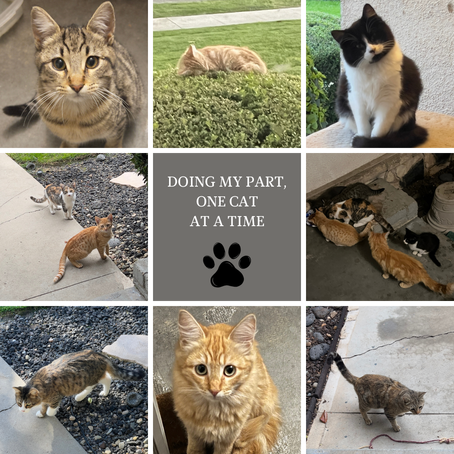 THE FRESNO TEN (TNR Trapper in Training)
