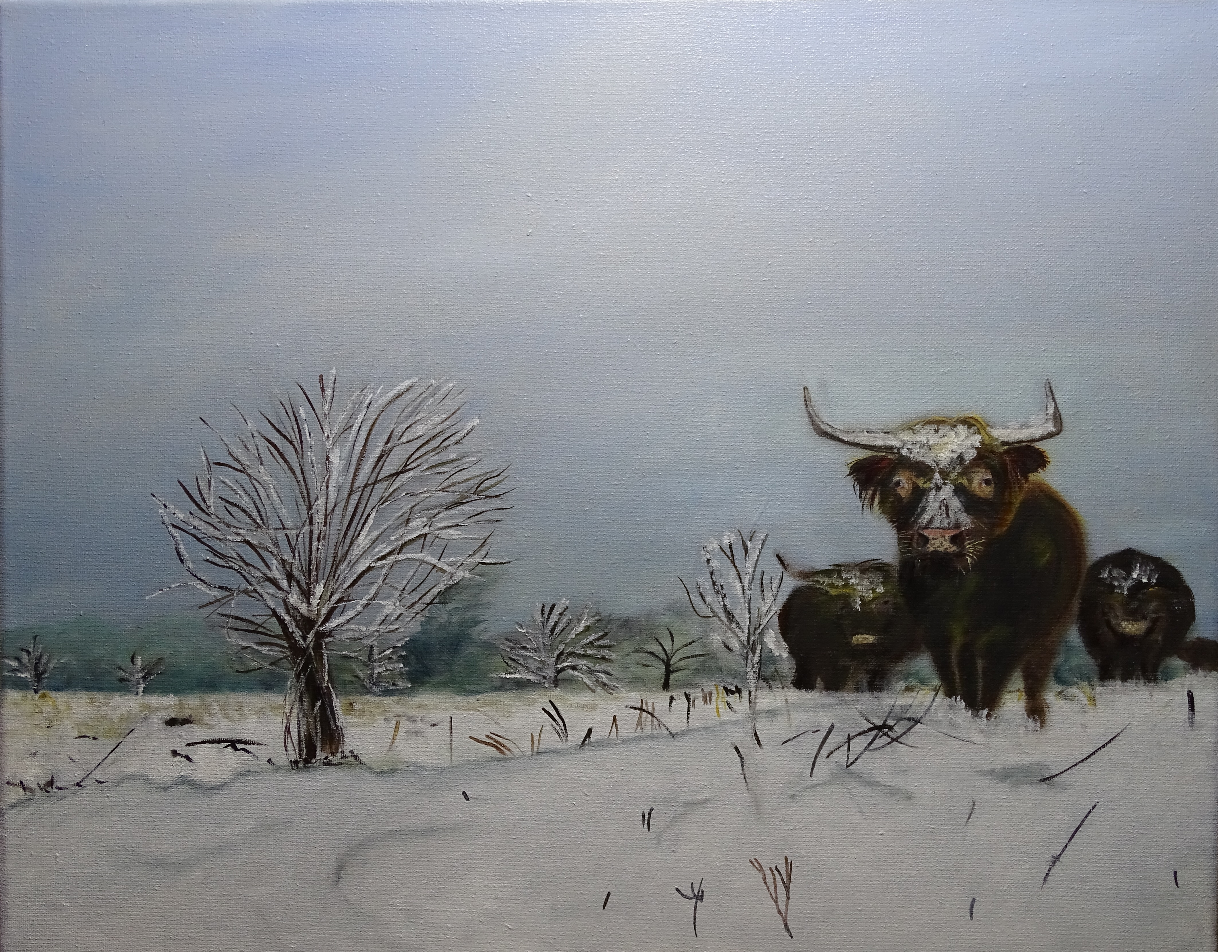Highlanders écossais dans la neige