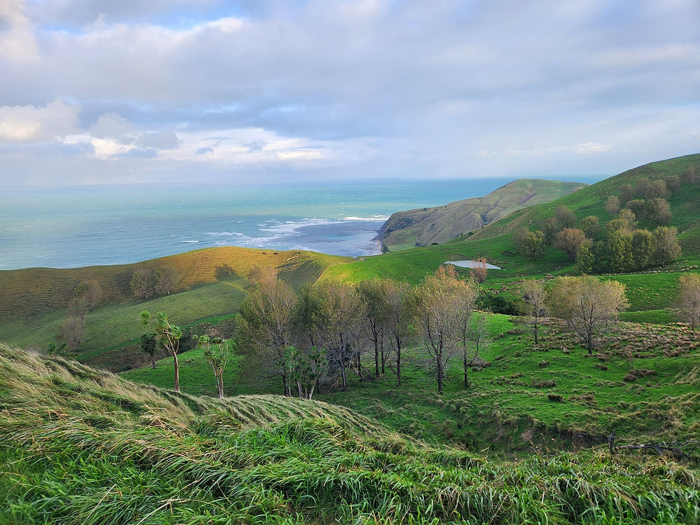 Harriers Trail Run | Turihaua Station