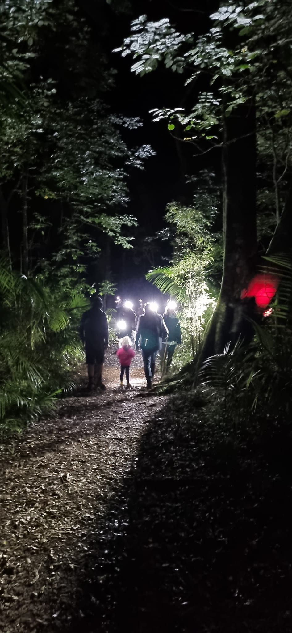 Conservation Week Nights Walks In Gray's Bush Scenic Reserve