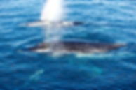 AdobeStock_163739667.jpeg