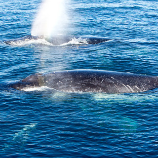 mum-and-calf.jpeg