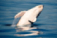 AdobeStock_242960826.jpeg