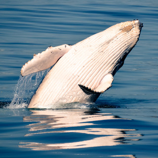 whale-showing-off.jpeg